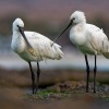 Kolpik bily - Platalea leucorodia - Eurasian Spoonbill o3333